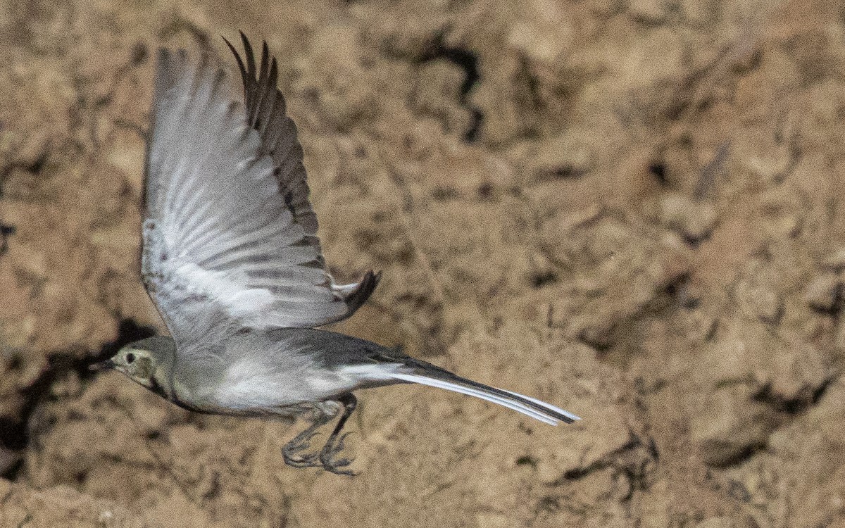 Ballerina bianca - ML644664328