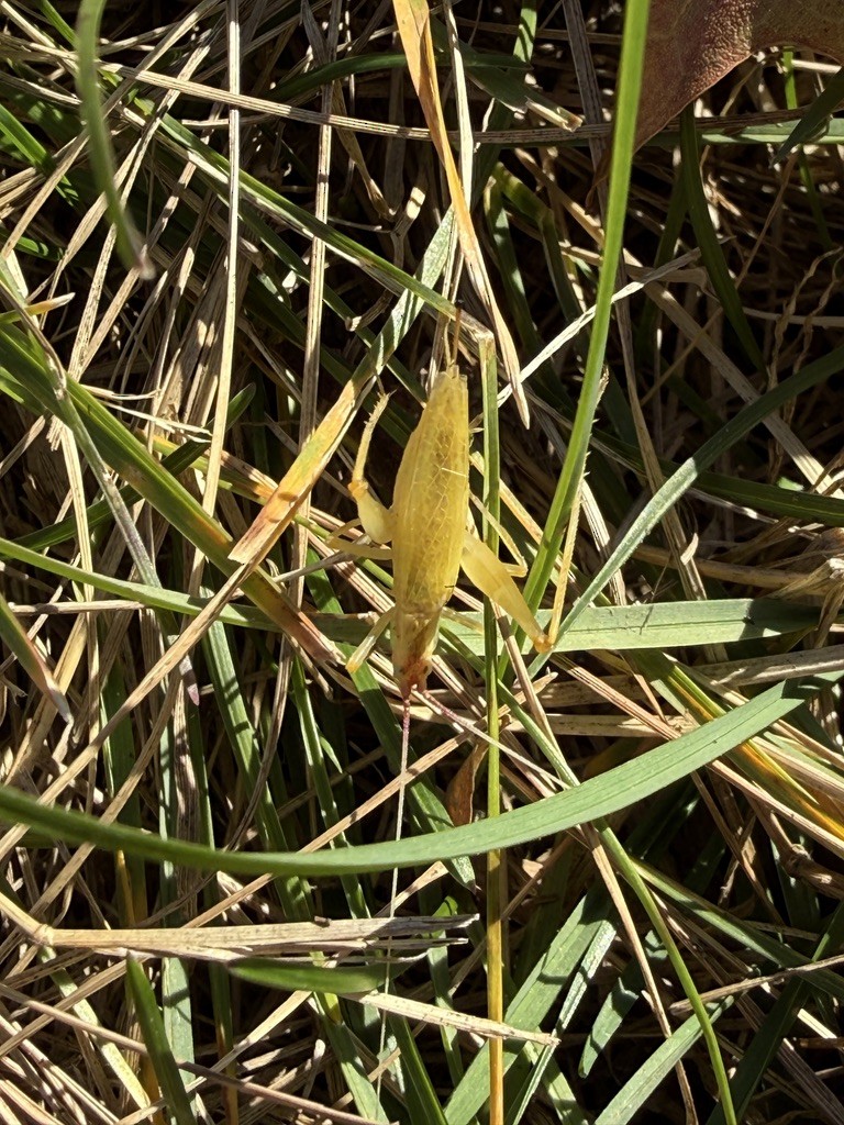 Narrow-winged Tree Cricket - ML644664330