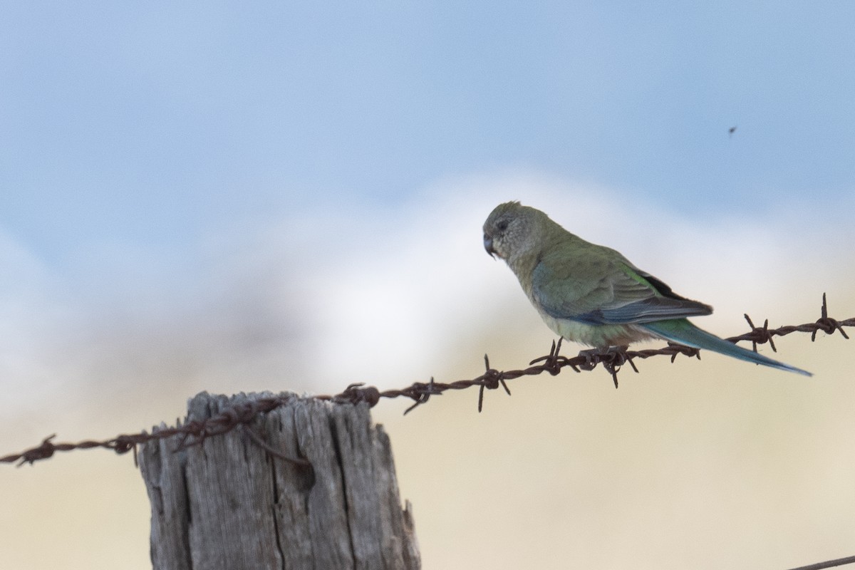 Red-rumped Parrot - ML644664331