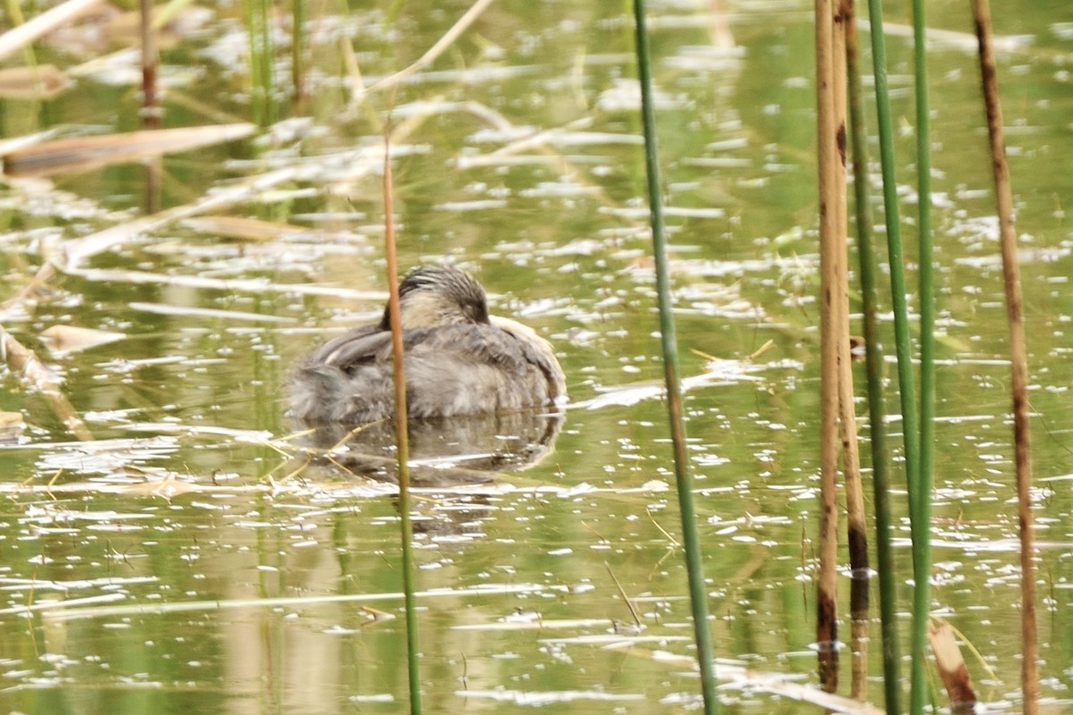 Hoary-headed Grebe - ML644664334