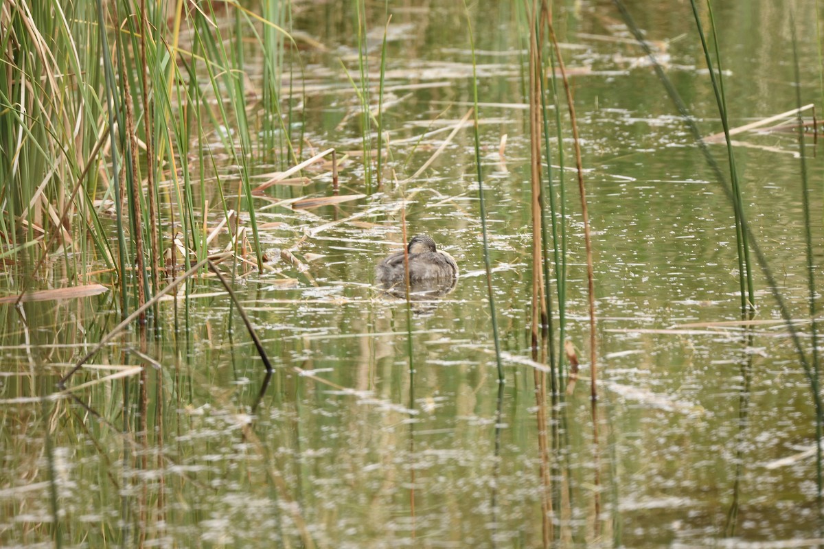 Hoary-headed Grebe - ML644664336