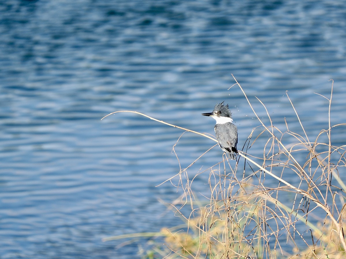 שלדג אמריקני - ML644664339
