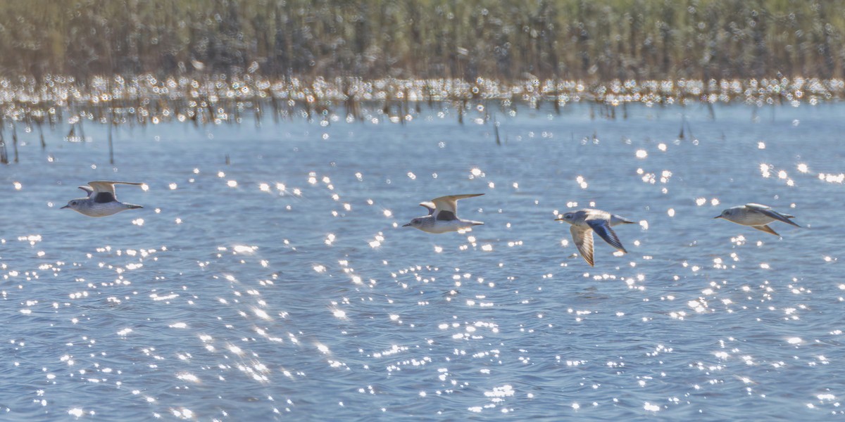 Black-bellied Plover - ML644664341