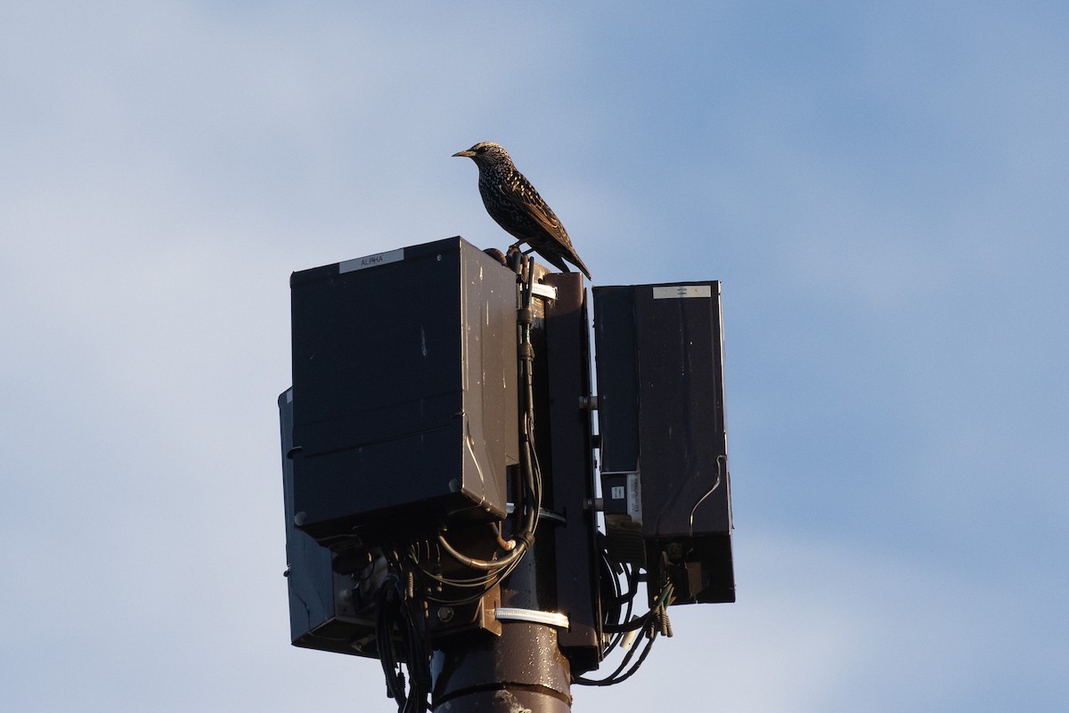 špaček obecný - ML644664345