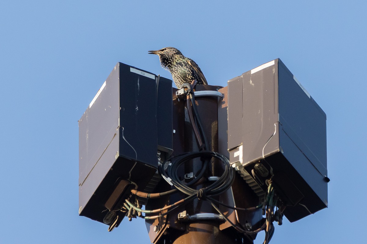 špaček obecný - ML644664346