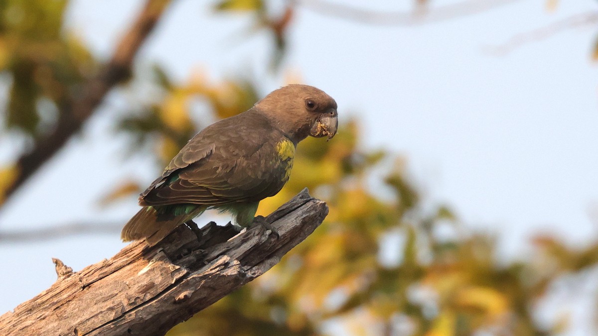 Meyer's Parrot - ML644664347