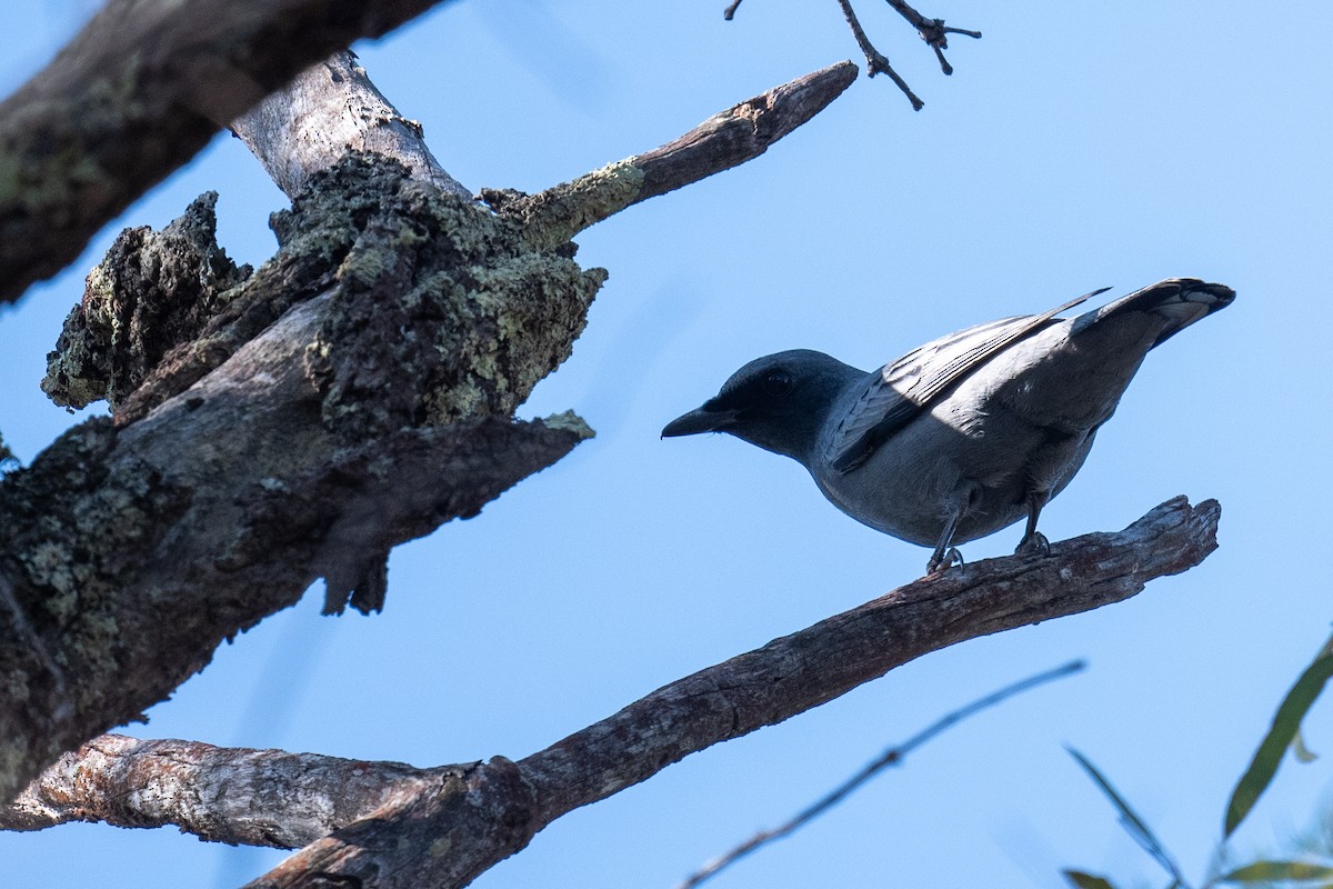 Sahul Cicadabird - ML644664349