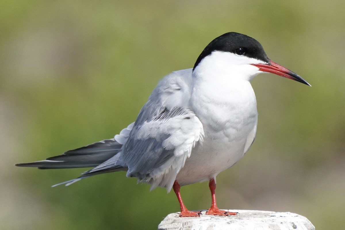 Common Tern - ML644664353