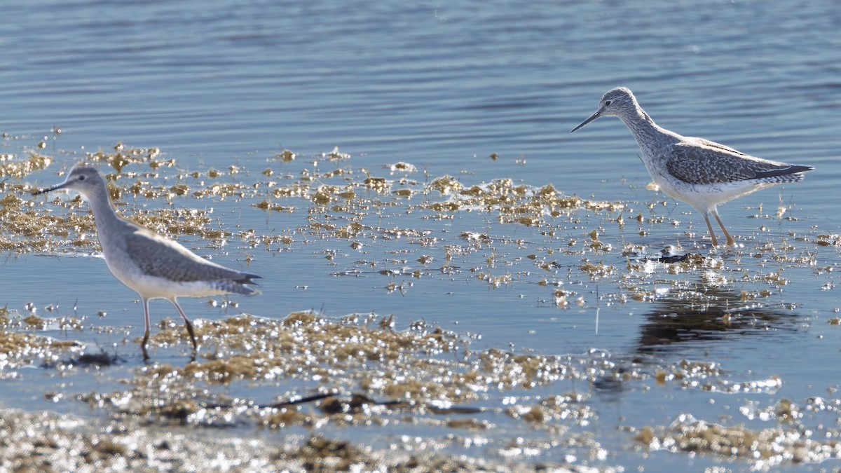 Lesser Yellowlegs - ML644664357