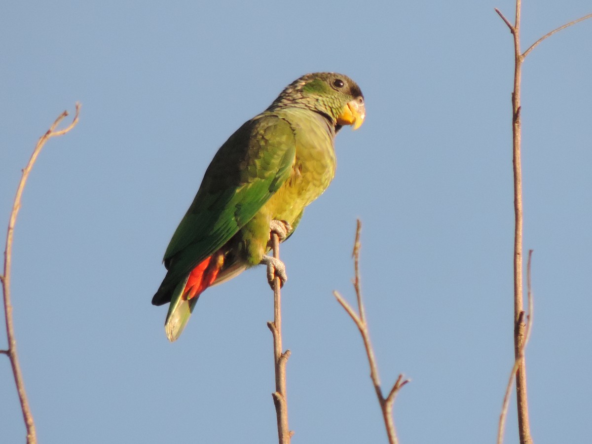Scaly-headed Parrot - ML644664362