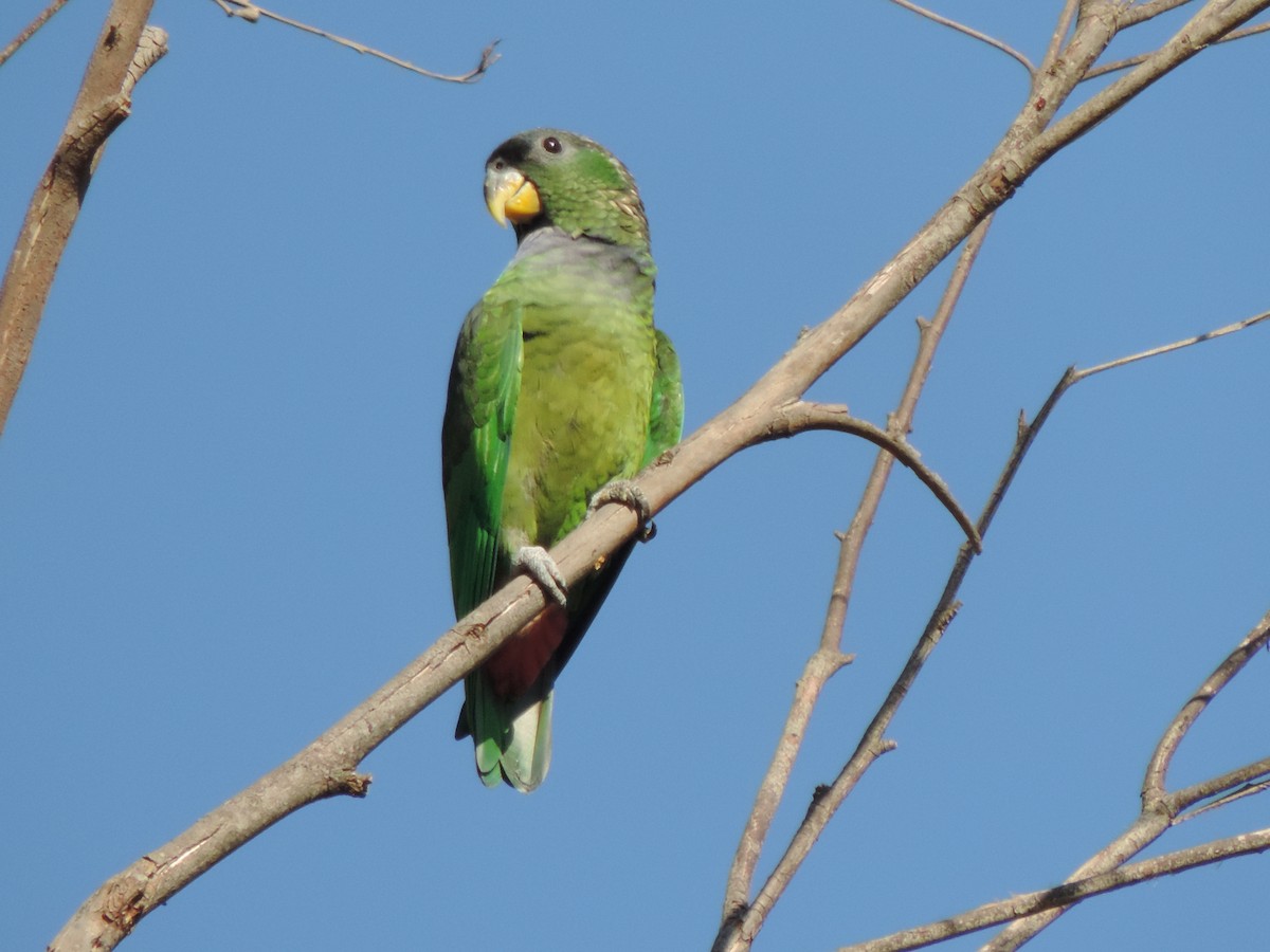 Scaly-headed Parrot - ML644664363