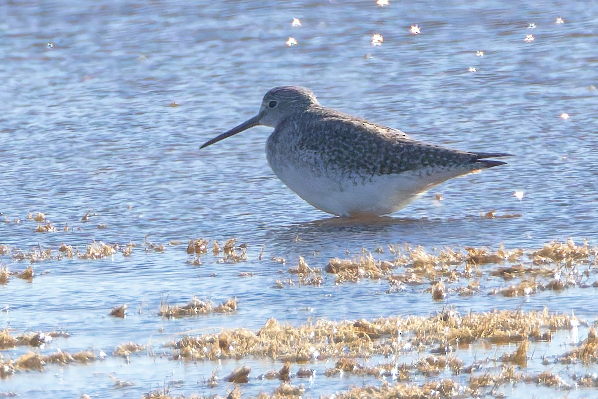 Greater Yellowlegs - ML644664368
