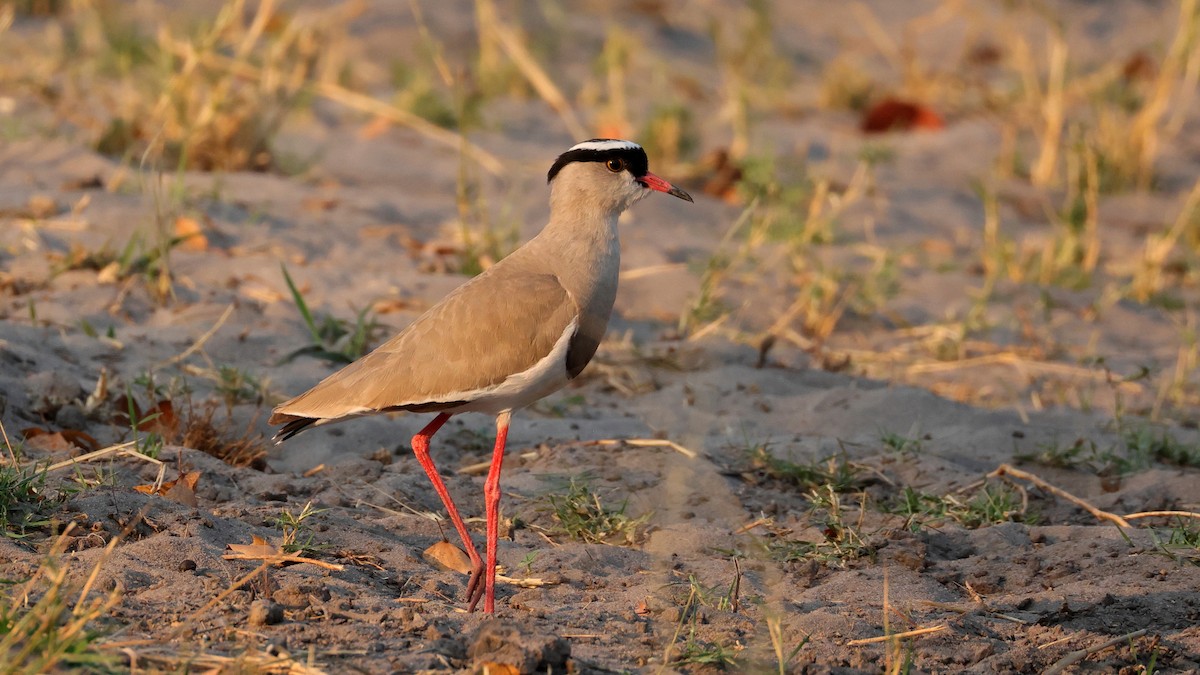 Crowned Lapwing - ML644664374