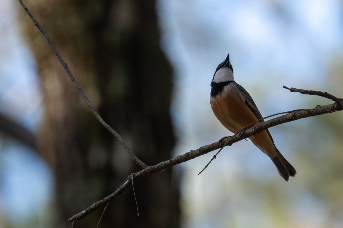 Rufous Whistler - ML644664375