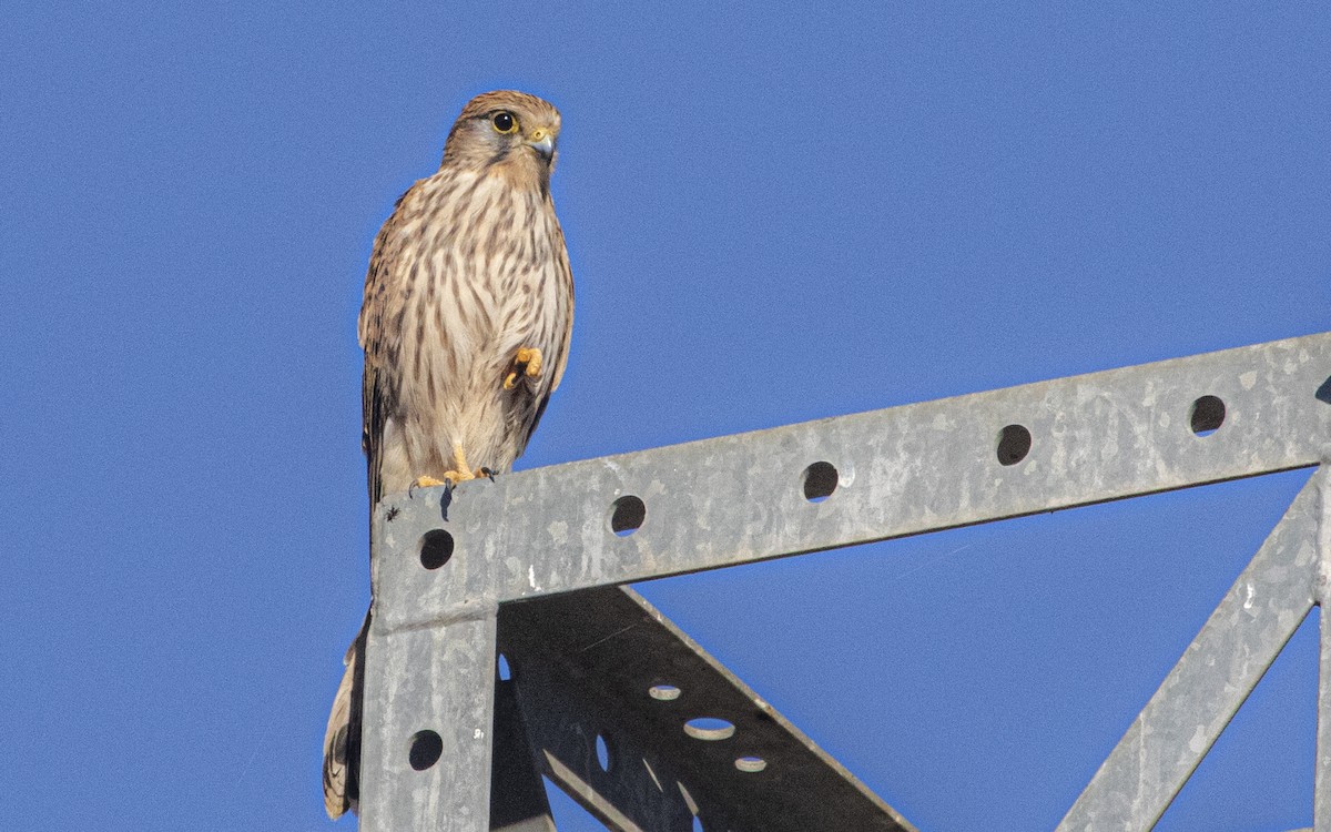 Боривітер звичайний - ML644664377