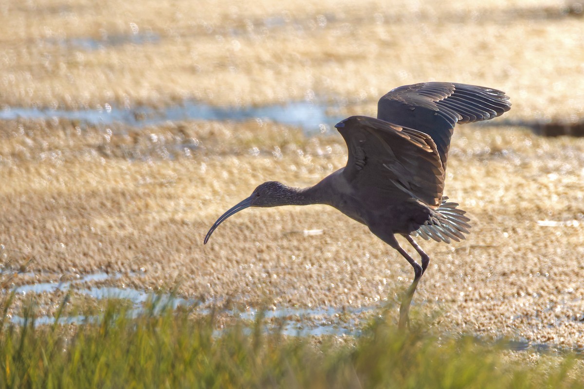 White-faced Ibis - ML644664378