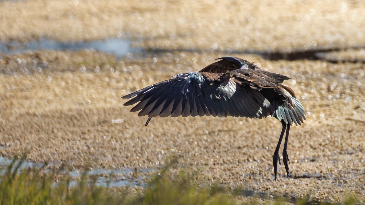 White-faced Ibis - ML644664380