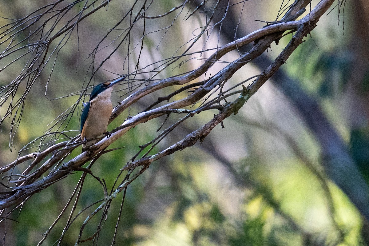 Sacred Kingfisher - ML644664382