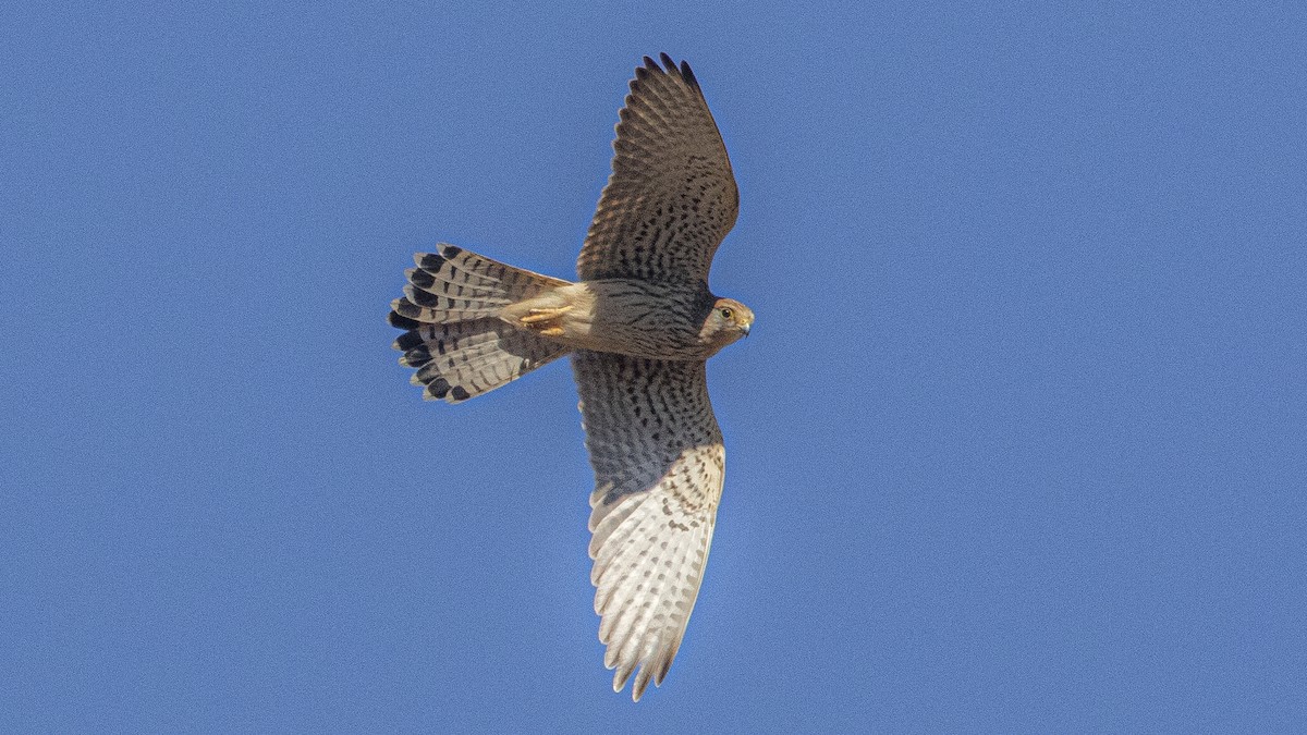 Боривітер звичайний - ML644664386