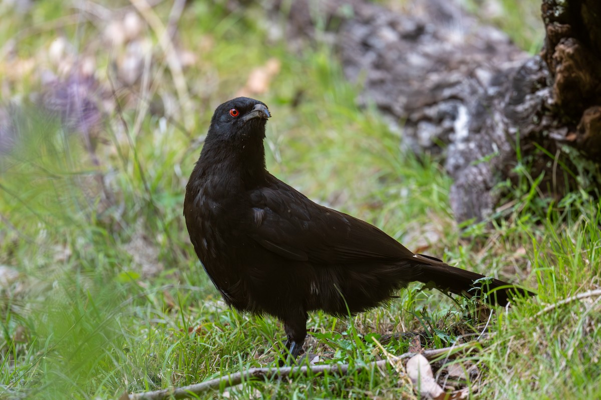 White-winged Chough - ML644664387