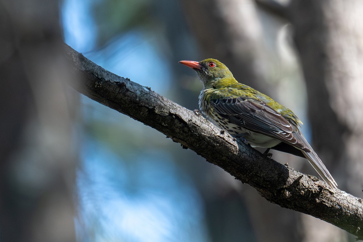 Olive-backed Oriole - ML644664388
