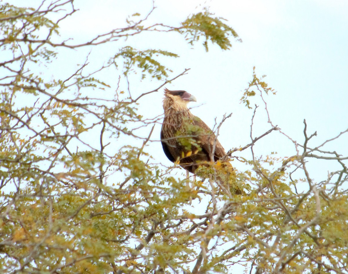 Каракара аргентинська - ML644664389