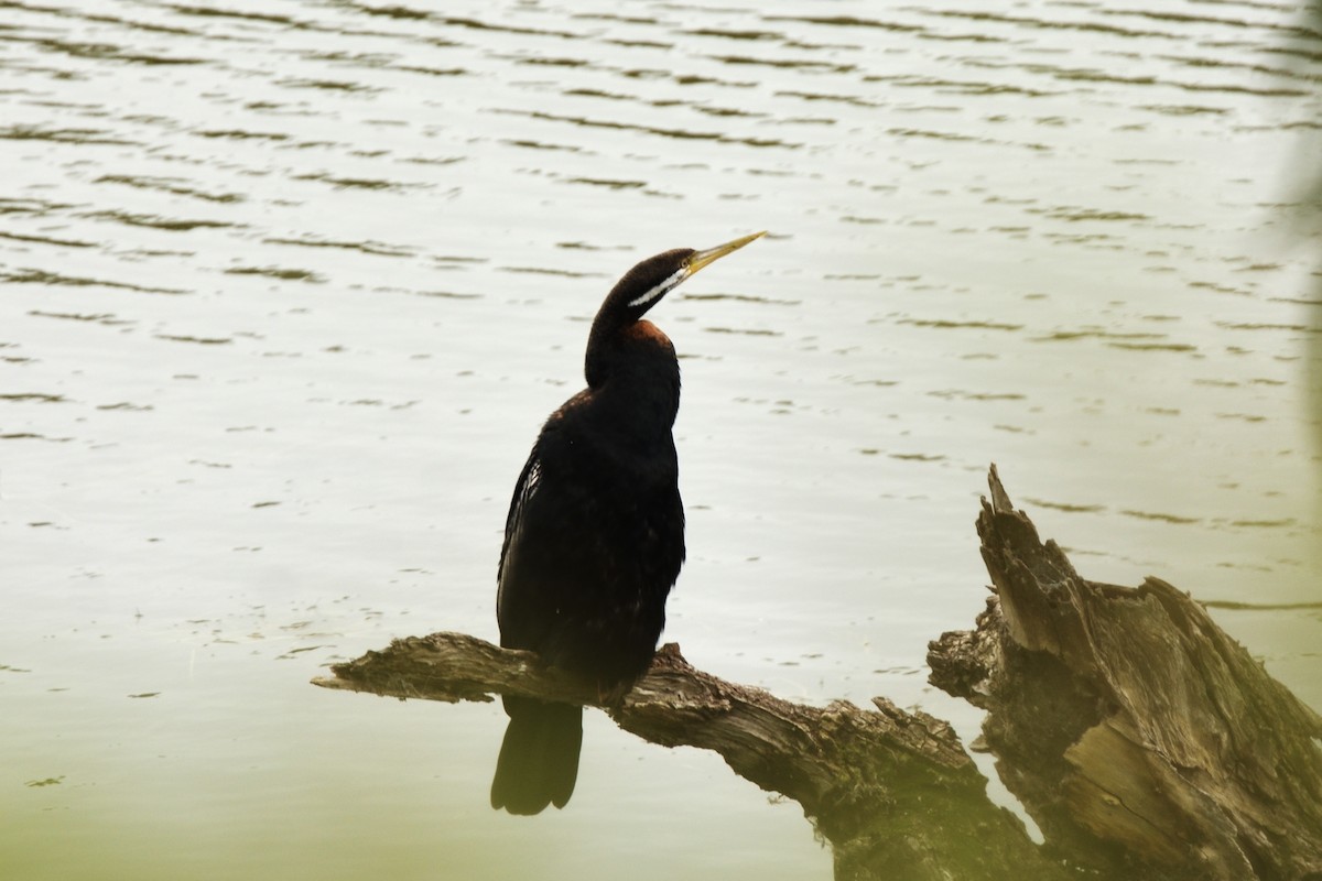Змієшийка австралійська - ML644664394