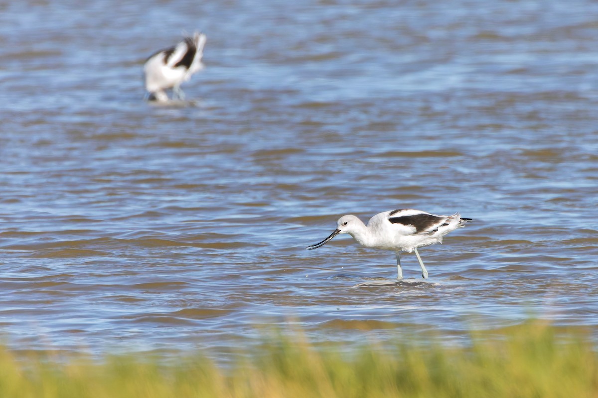 Чоботар американський - ML644664396