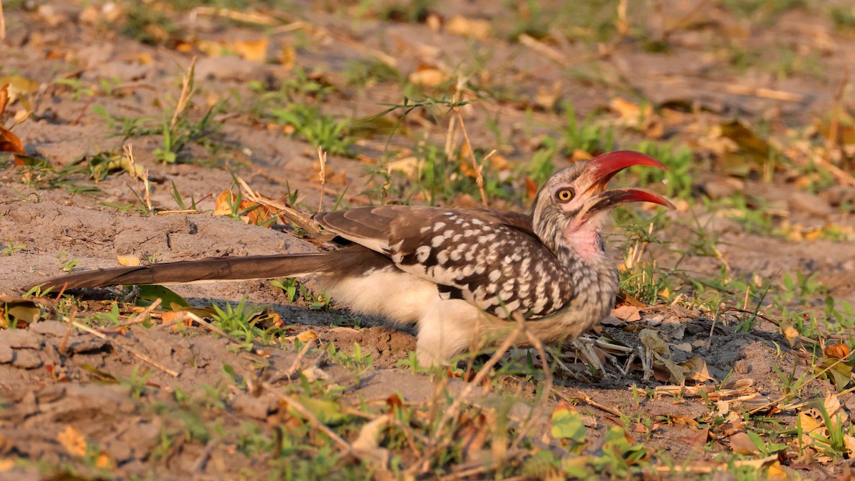 Токо південний - ML644664397