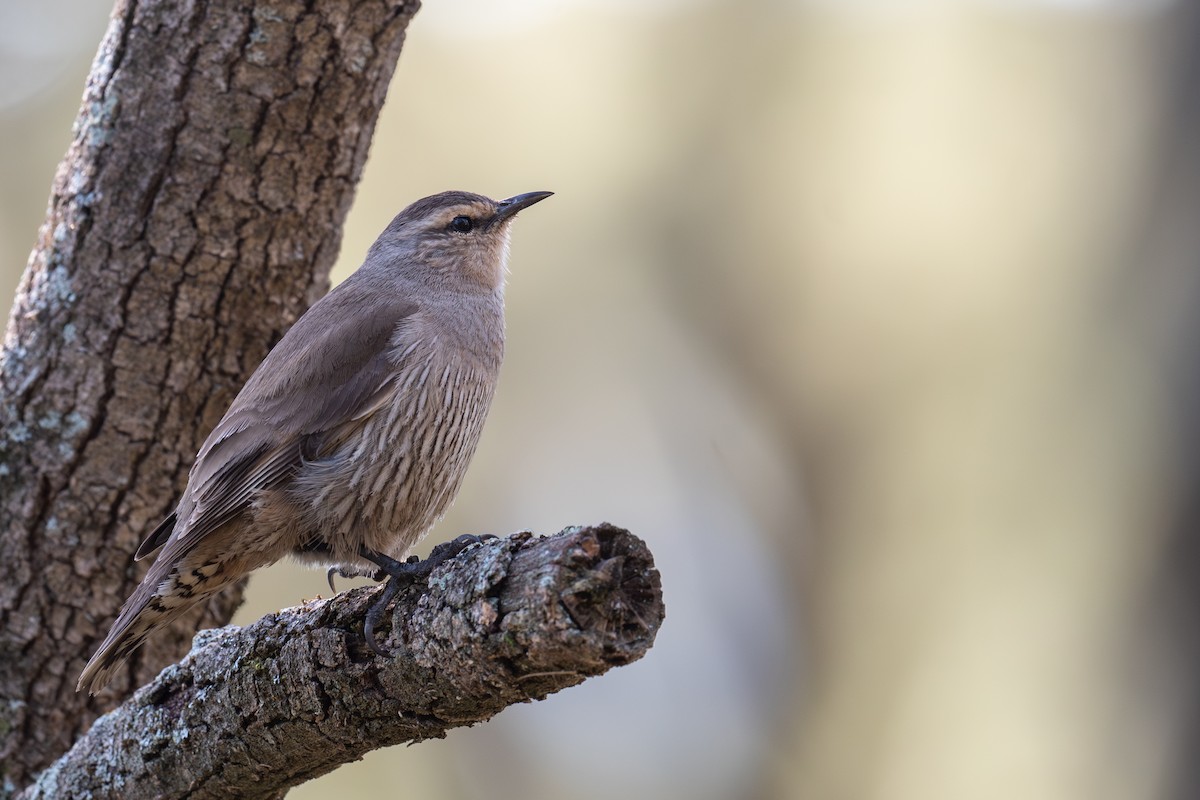 Королаз широкобровий - ML644664398
