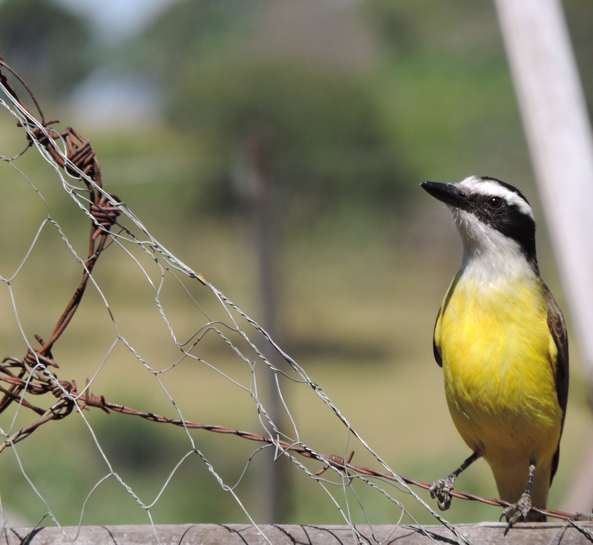 Пітанга велика - ML644664399