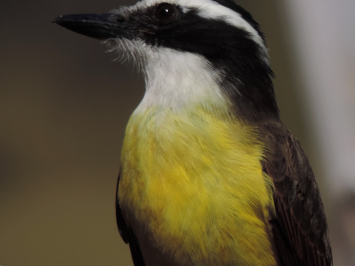 Пітанга велика - ML644664400