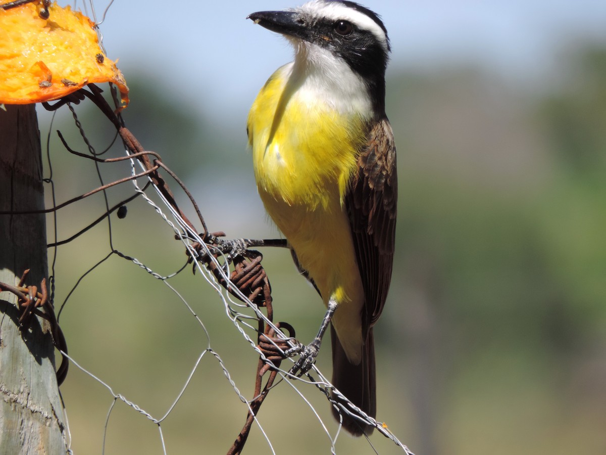 Пітанга велика - ML644664401