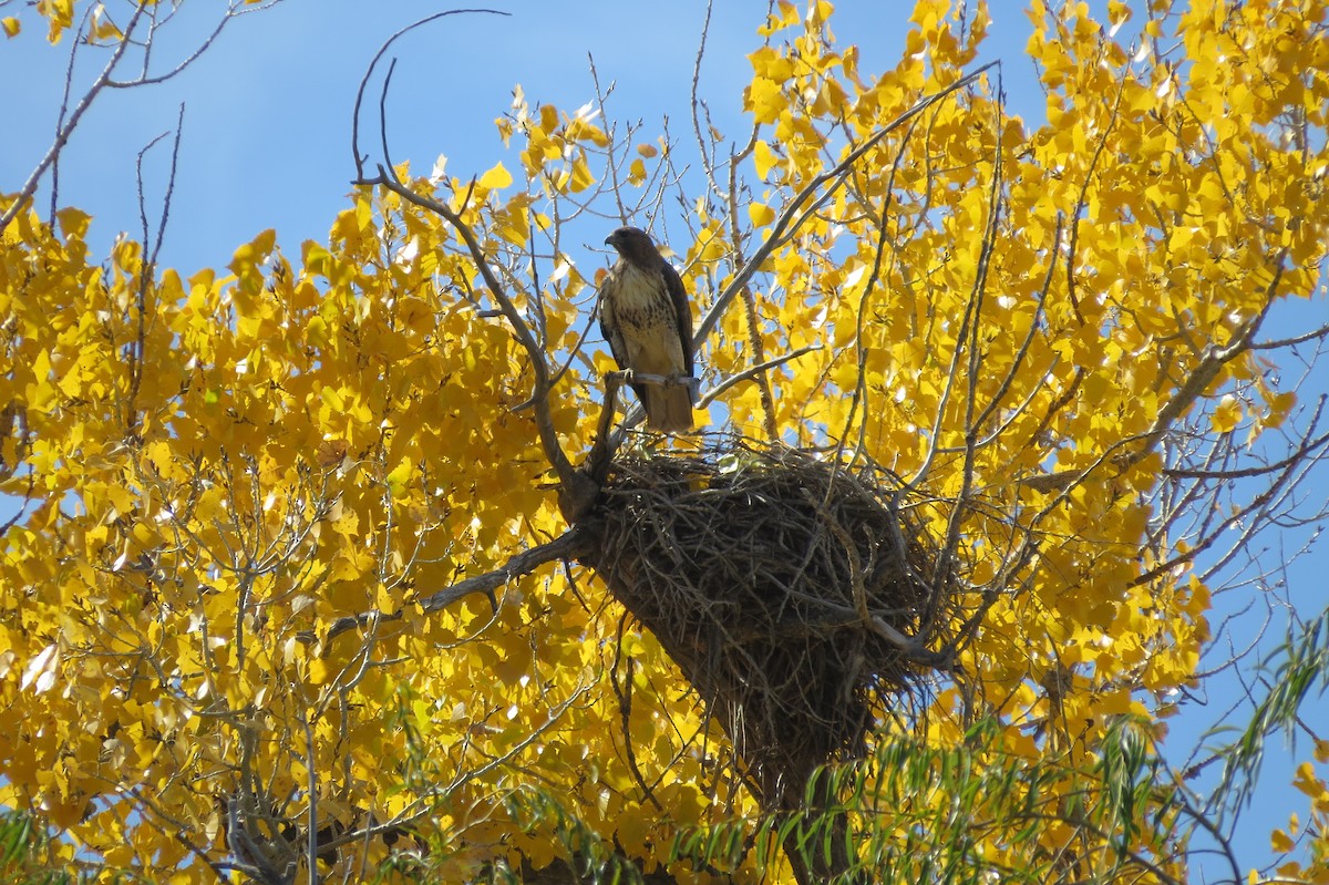 Канюк неоарктичний - ML644664402