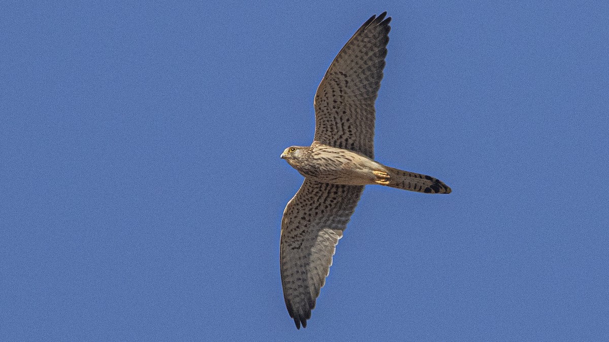 Боривітер звичайний - ML644664403