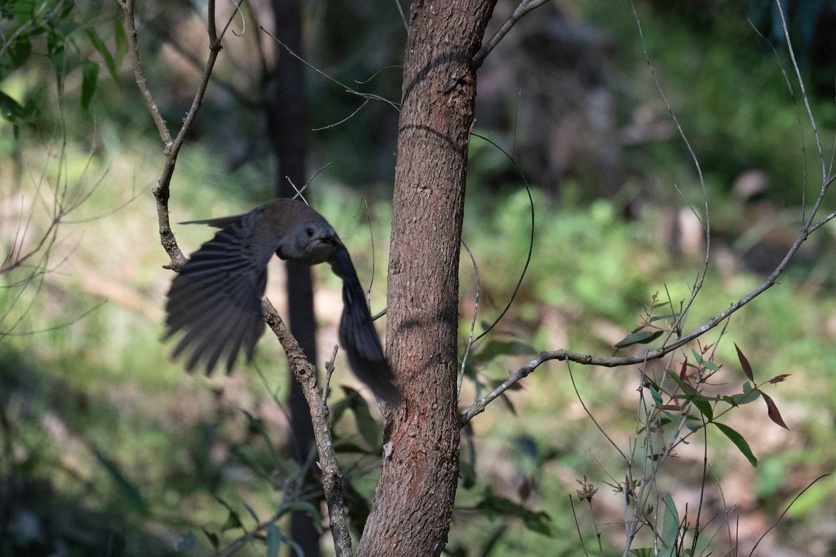 Ядлівчак сірий - ML644664404
