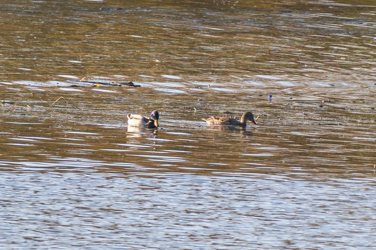 Крижень звичайний - ML644664405