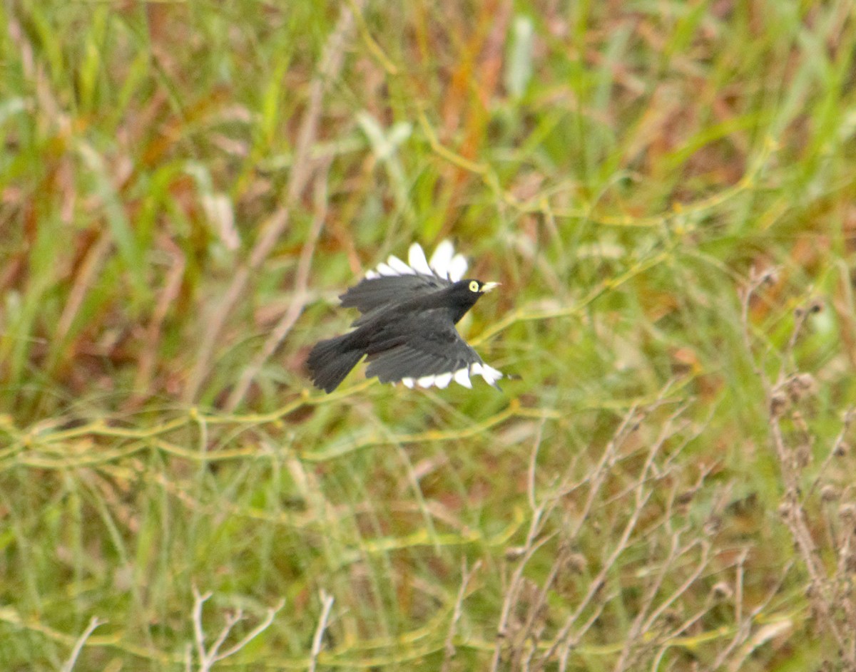 Смолик - ML644664406