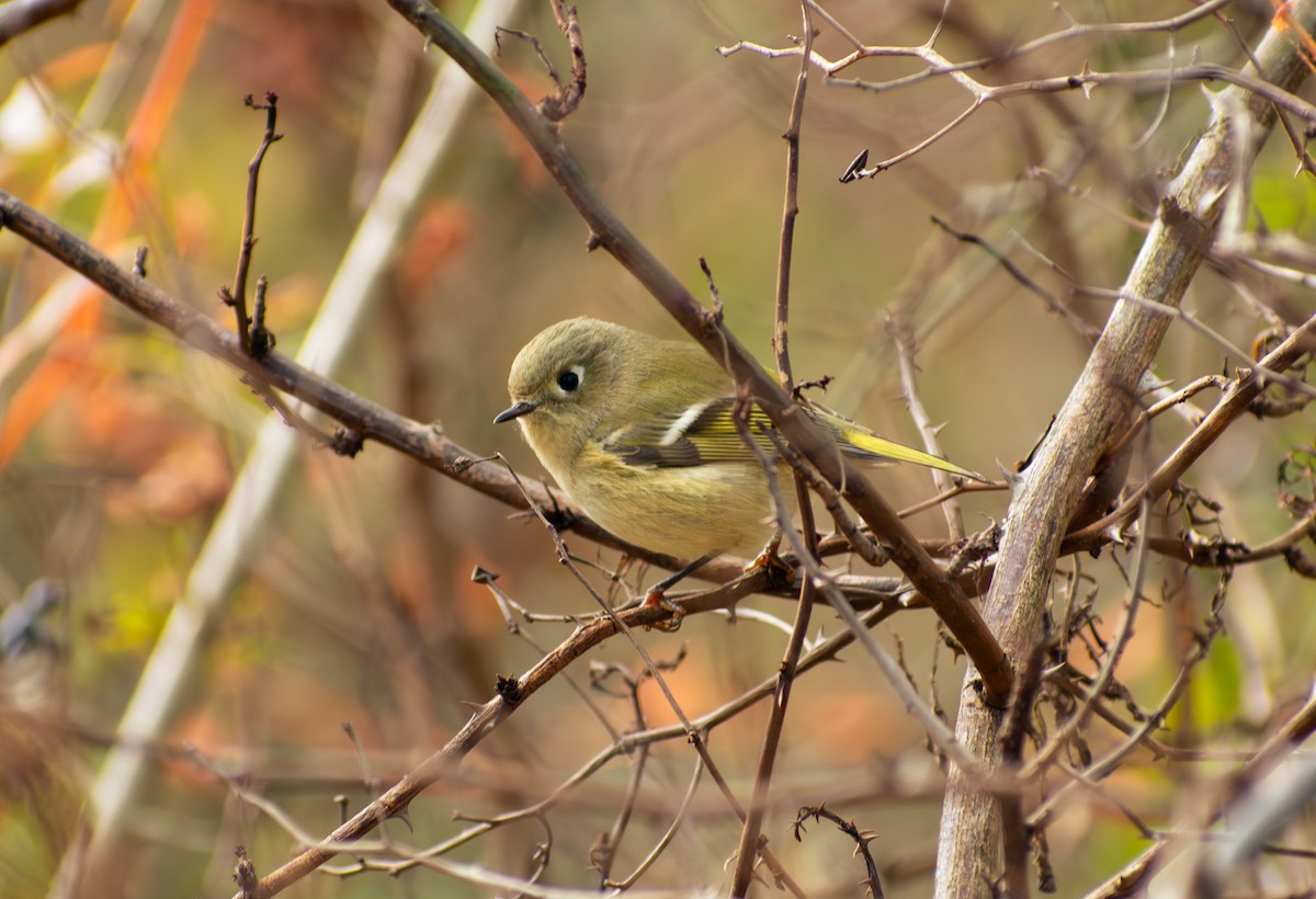 Золотомушка рубіновочуба - ML644664407