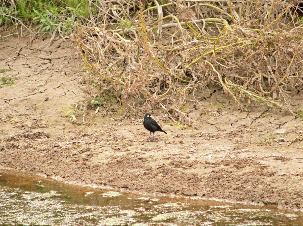 Смолик - ML644664408