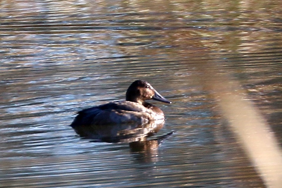 Попелюх довгодзьобий - ML644664409