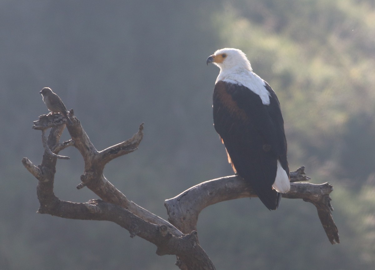 Орлан-крикун - ML644664413