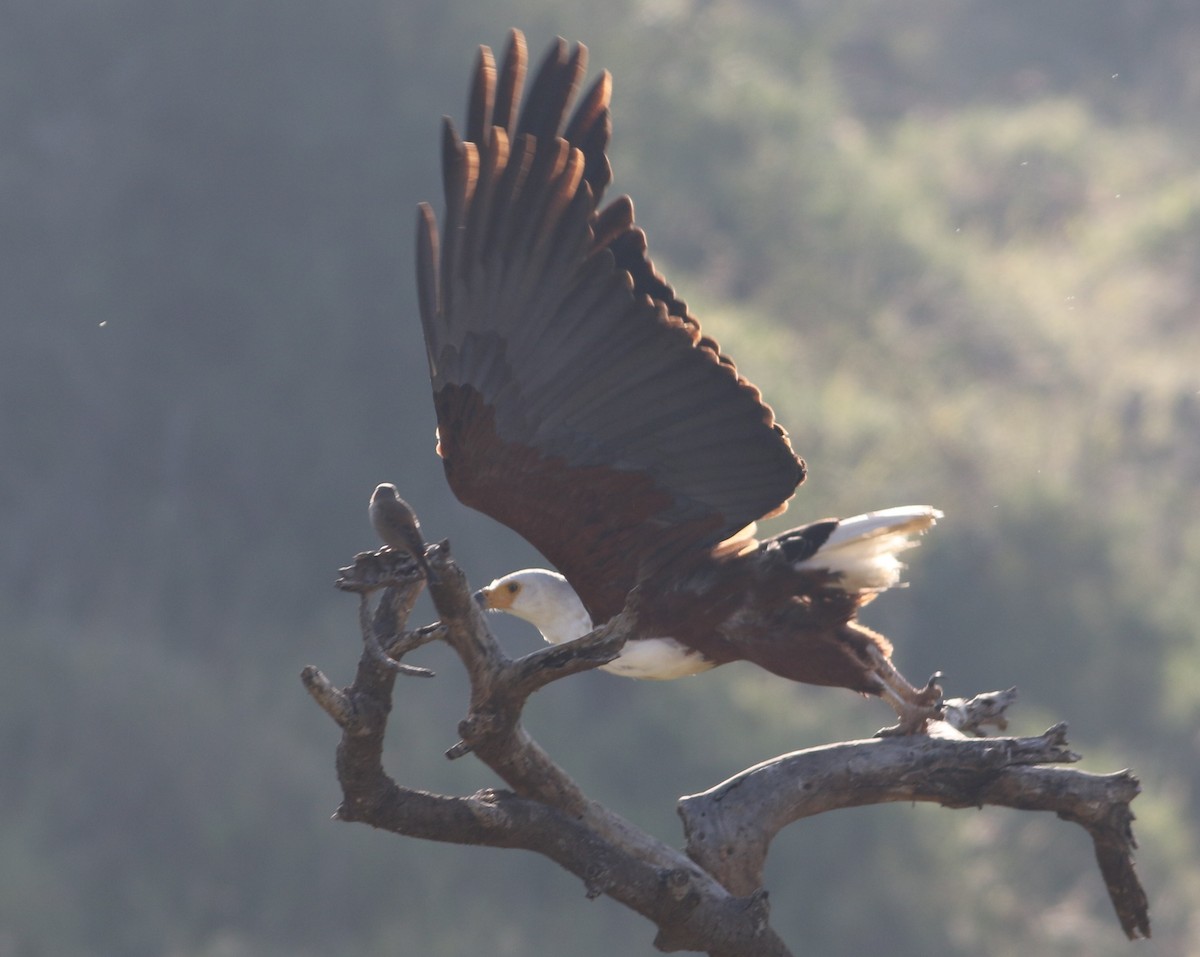 Орлан-крикун - ML644664414