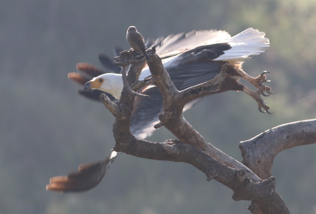 Орлан-крикун - ML644664415