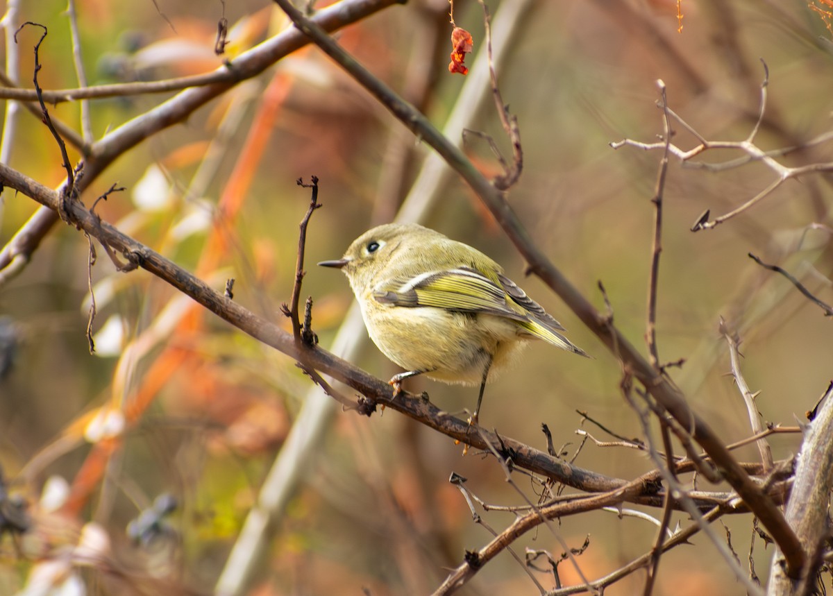 Золотомушка рубіновочуба - ML644664416