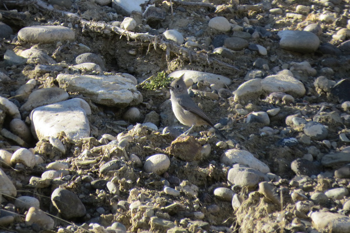 Синиця ялівцева - ML644664418