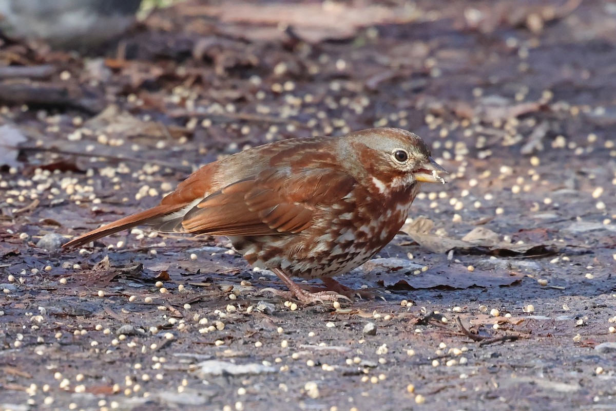 Пасовник рябогрудий - ML644664419