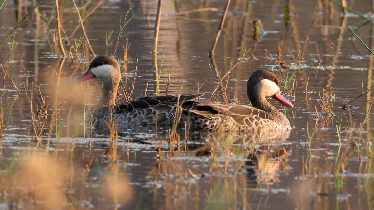 Шилохвіст червонодзьобий - ML644664420