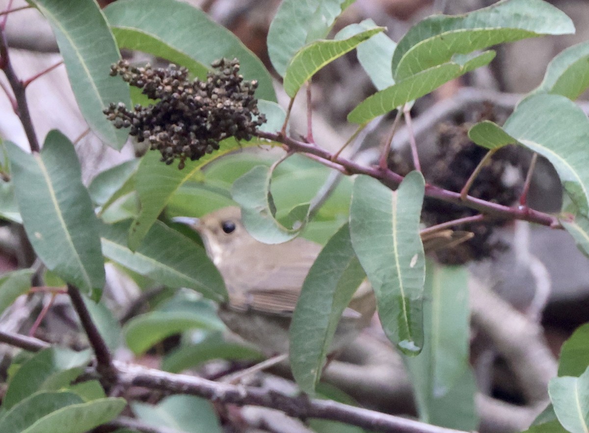 Дрізд-короткодзьоб плямистоволий - ML644664421