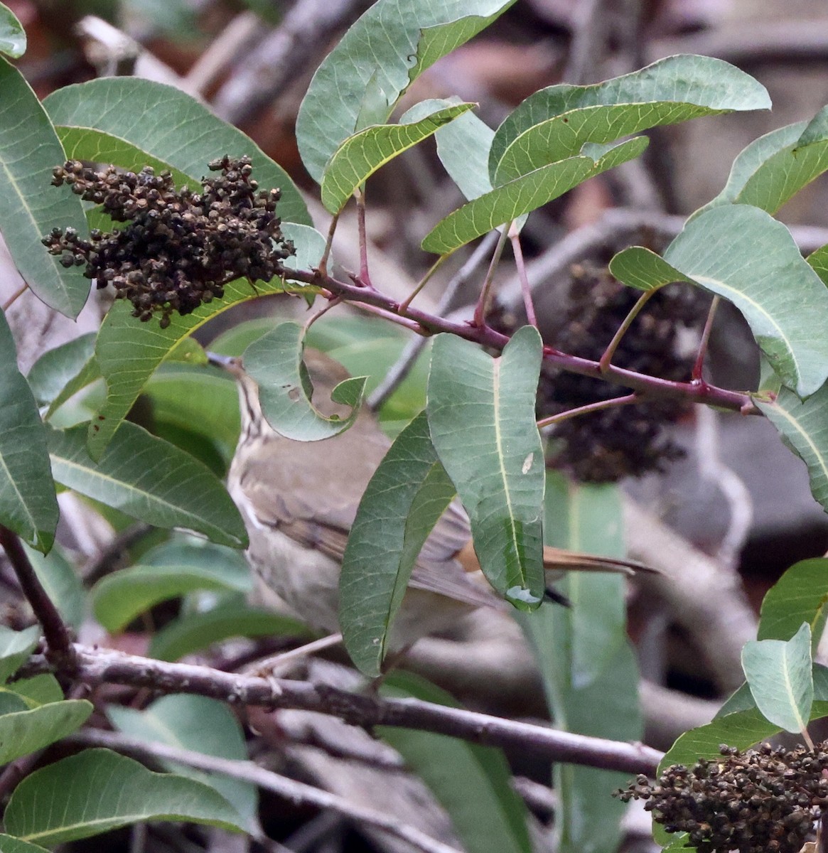 Дрізд-короткодзьоб плямистоволий - ML644664422